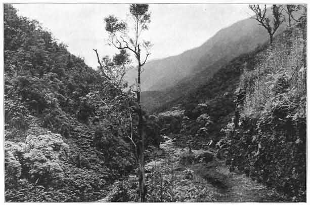 View in Wainiha Valley, Kauaip