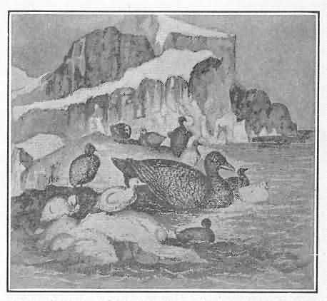 EIDER-DUCKS