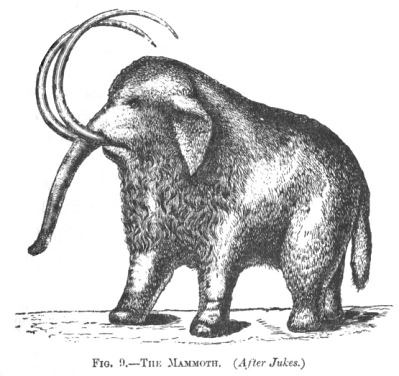 THE MAMMOTH