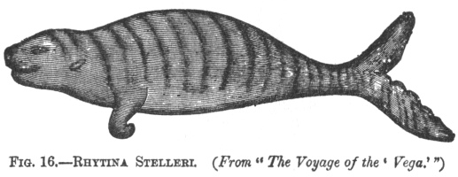 RHYTINA STELLERI