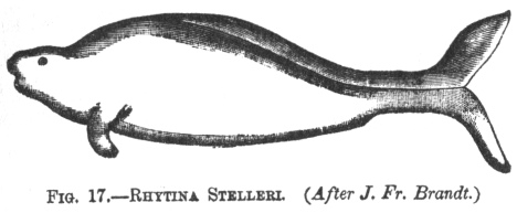 RHYTINA STELLERI