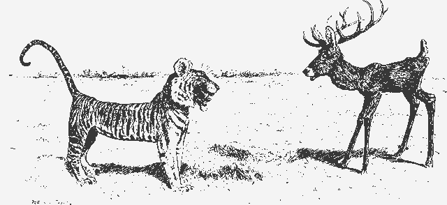 The Tiger and the Deer